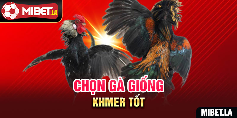 Chọn gà giống Khmer tốt