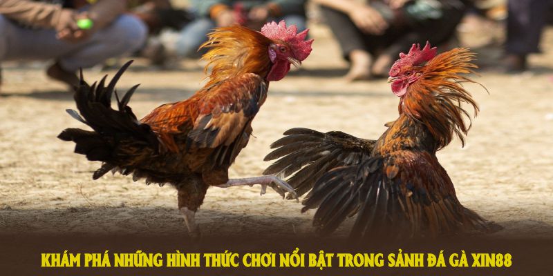 Khám phá những hình thức chơi nổi bật trong sảnh đá gà XIN88 đầy thú vị