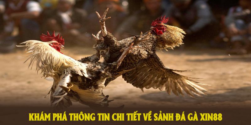 Khám phá thông tin chi tiết về sảnh đá gà XIN88 đang được yêu thích