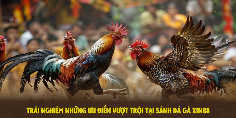 Trải nghiệm những ưu điểm vượt trội tại sảnh đá gà XIN88 ngay từ bây giờ